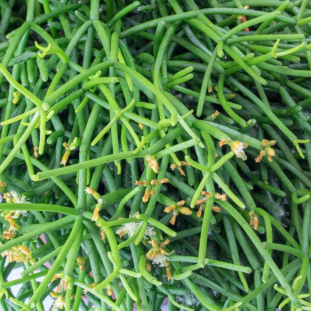 Rhipsalis Heteroclada - Mistletoe Cactus - Image 2