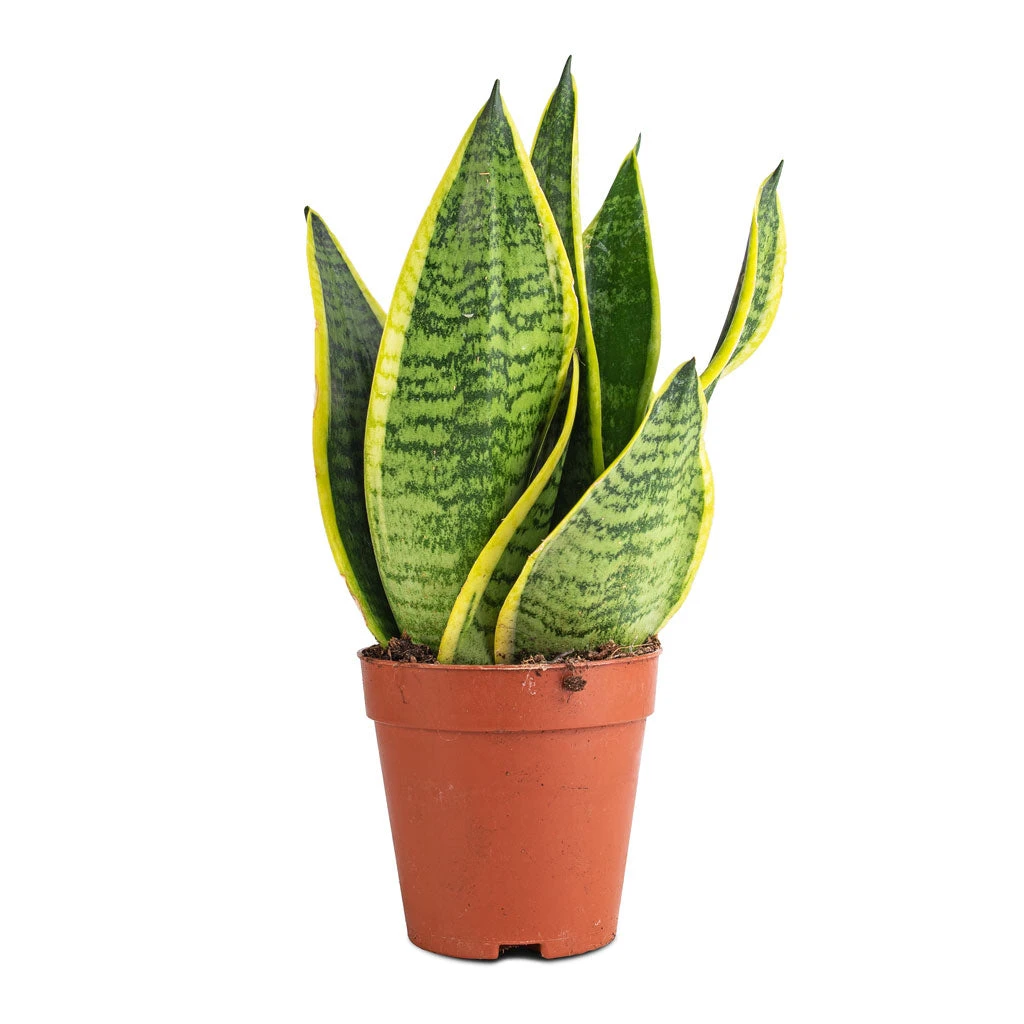 Sansevieria Trifasciata Futura Superba - Image 4
