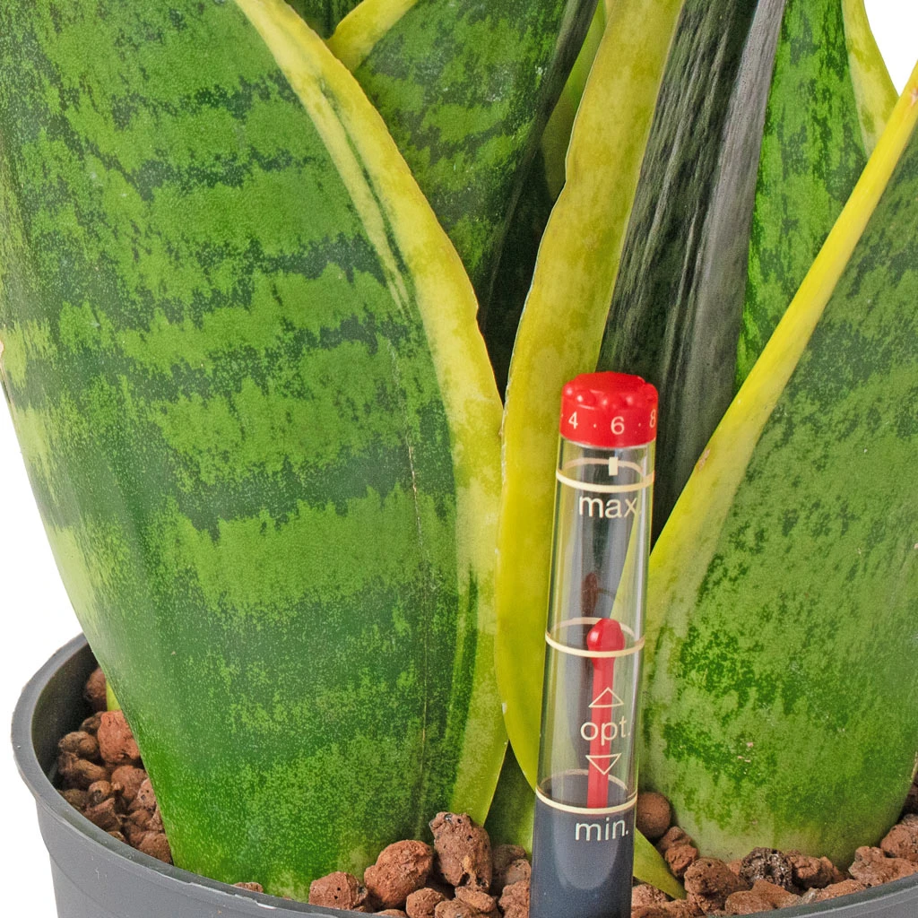 Sansevieria Futura Superba - HydroCare - Image 2