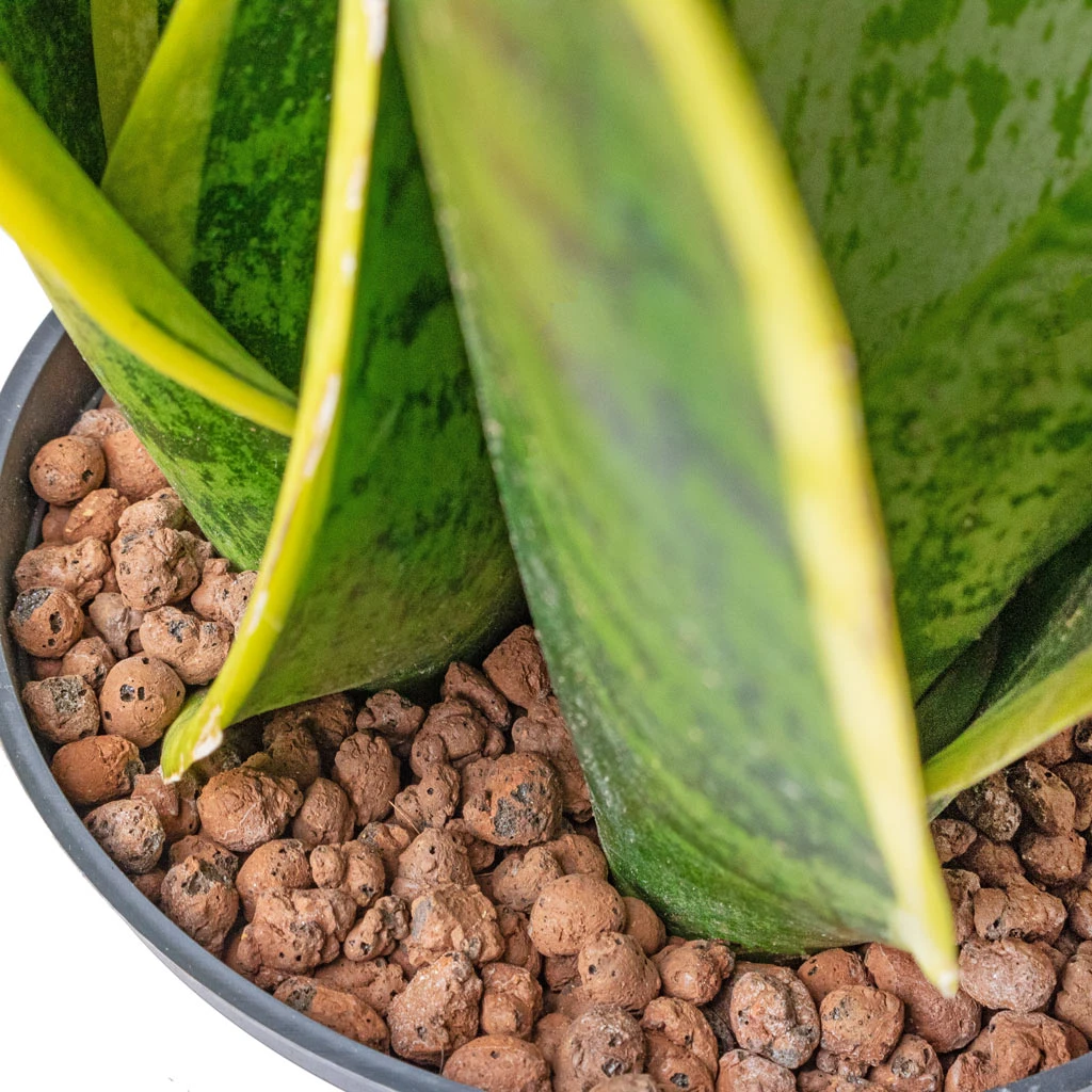 Sansevieria Futura Superba - HydroCare - Image 4