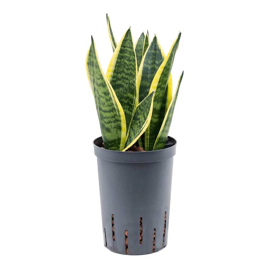 Sansevieria Futura Superba - HydroCare - Image 3