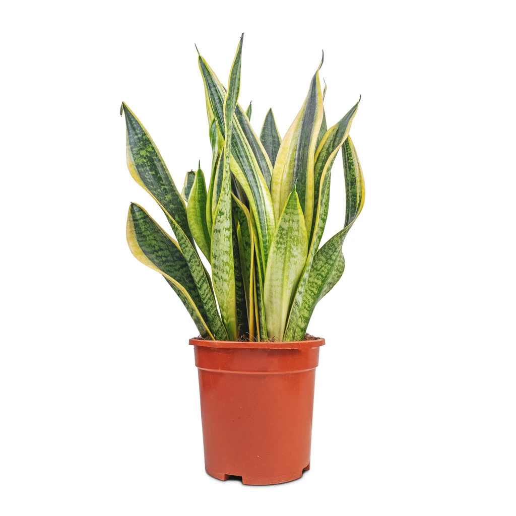 Sansevieria Trifasciata Futura Superba - Image 13