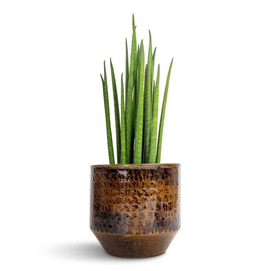 Sansevieria Bacularis Mikado - Snake Plant - Image 4