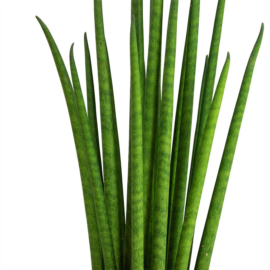 Sansevieria Bacularis Mikado - Snake Plant - Image 2