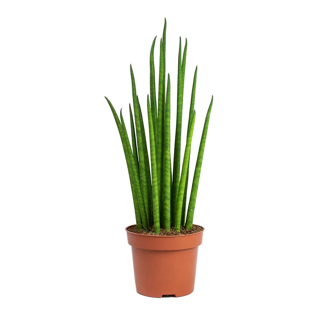 Sansevieria Bacularis Mikado - Snake Plant - Image 3