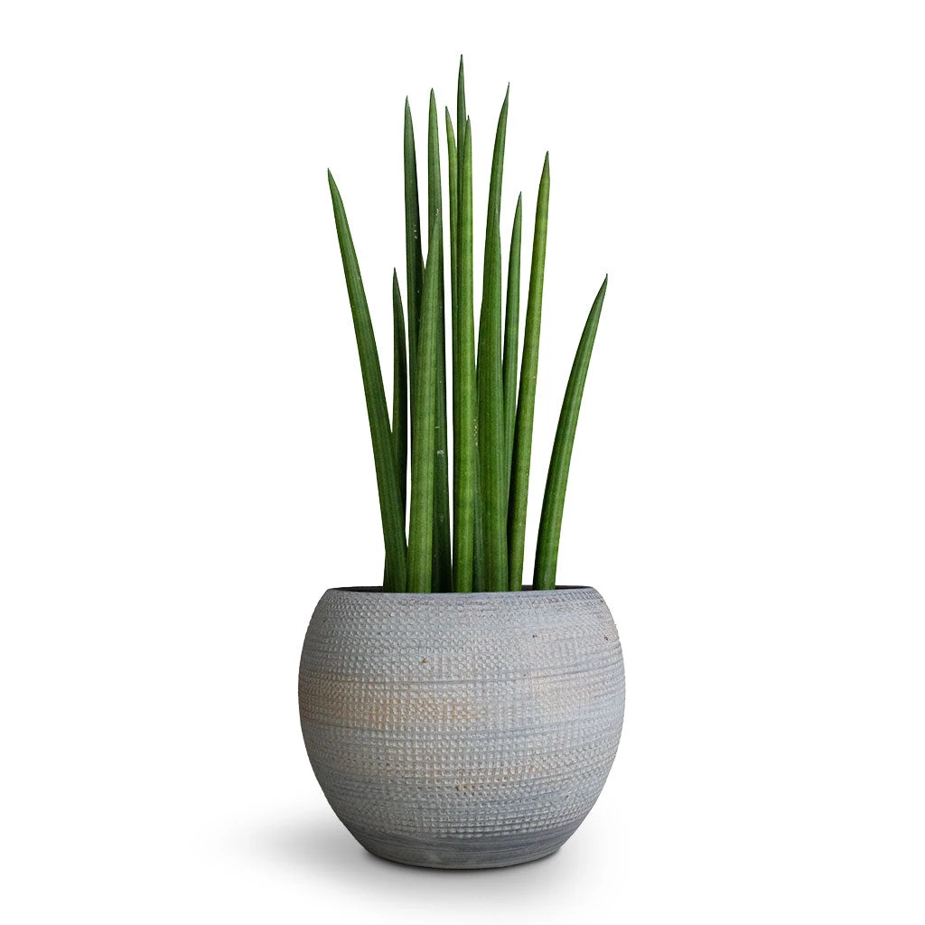Sansevieria Cylindrica Spikes - Cylindrical Snake Plant - Image 4