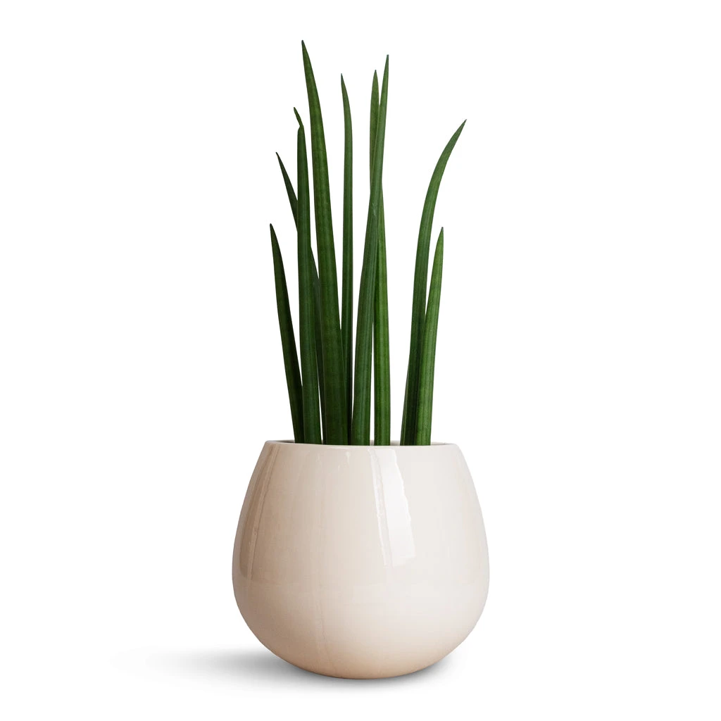 Sansevieria Cylindrica Spikes - Cylindrical Snake Plant - Image 9