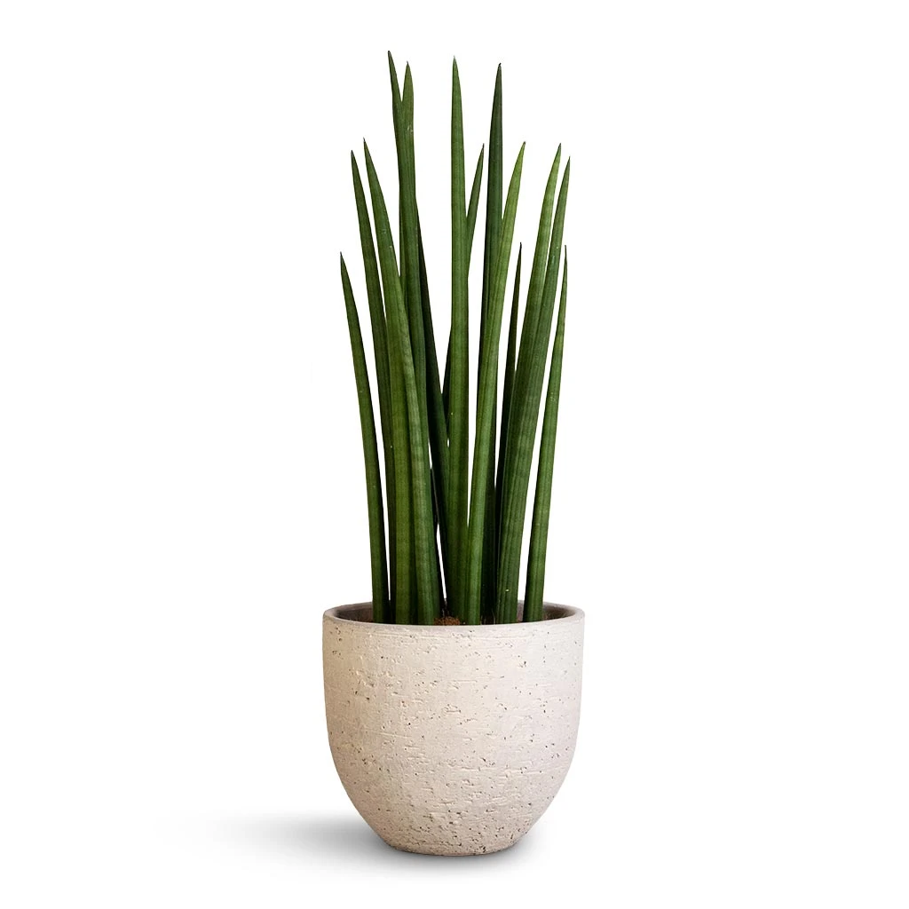 Sansevieria Cylindrica Spikes - Cylindrical Snake Plant - Image 3