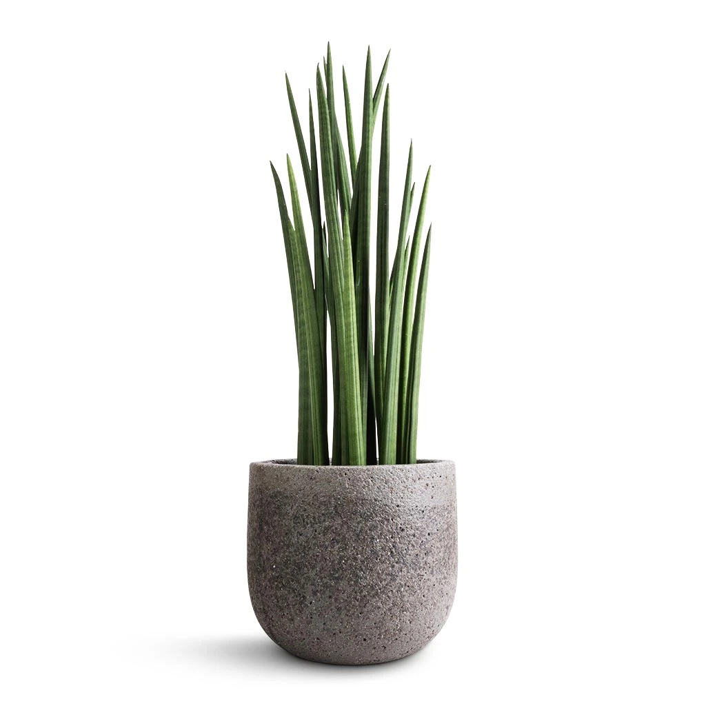 Sansevieria Cylindrica Spikes - Cylindrical Snake Plant - Image 6