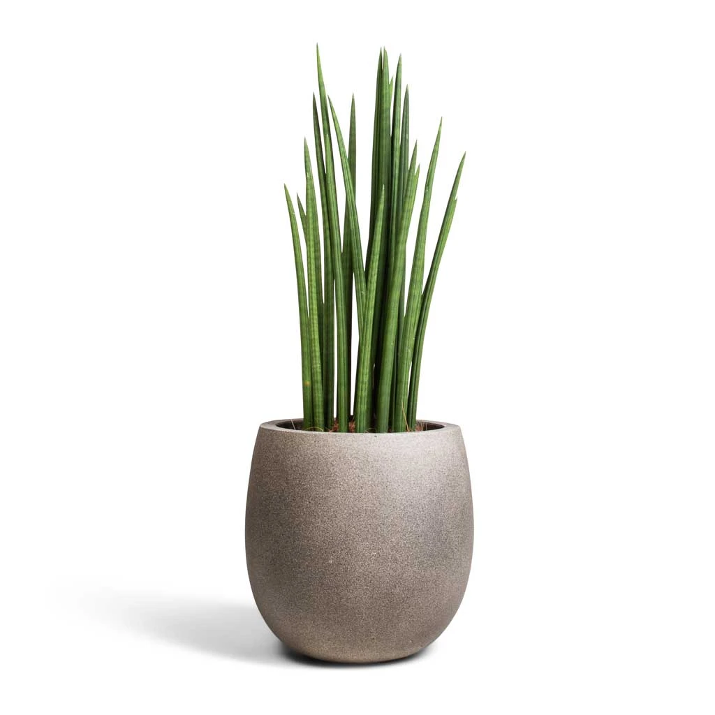 Sansevieria Cylindrica Spikes - Cylindrical Snake Plant - Image 7