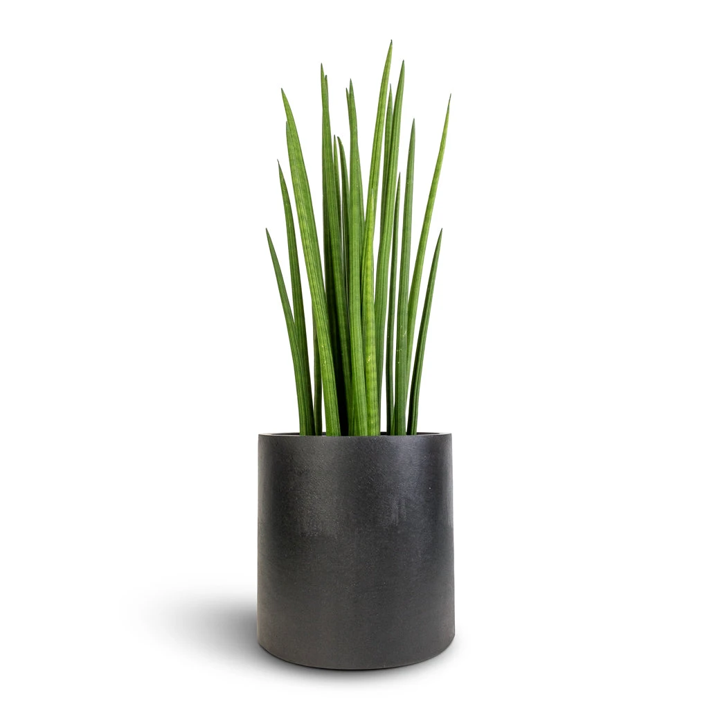 Sansevieria Cylindrica Spikes - Cylindrical Snake Plant