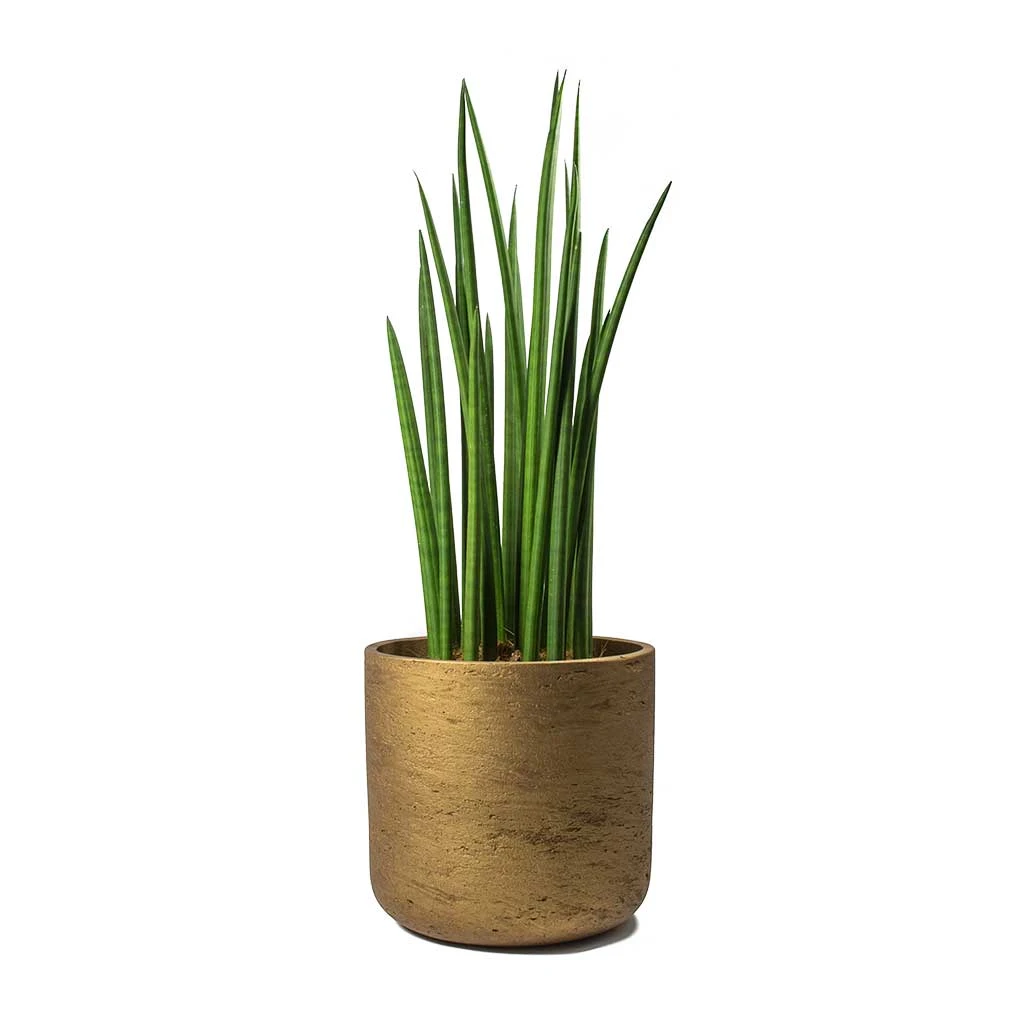 Sansevieria Cylindrica Spikes - Cylindrical Snake Plant - Image 11