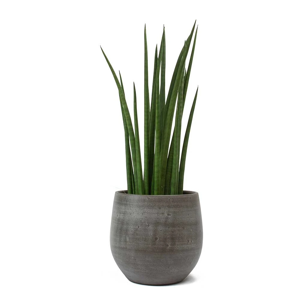 Sansevieria Cylindrica Spikes - Cylindrical Snake Plant - Image 10
