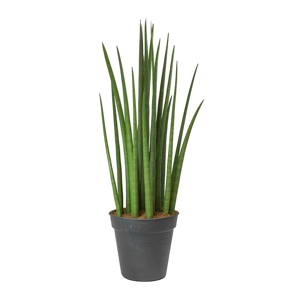 Sansevieria Cylindrica Spikes - Cylindrical Snake Plant - Image 5