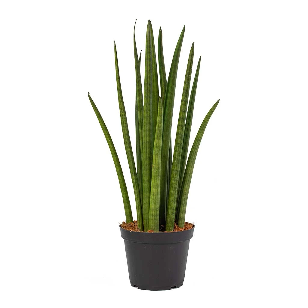 Sansevieria Cylindrica Spikes - Cylindrical Snake Plant - Image 8