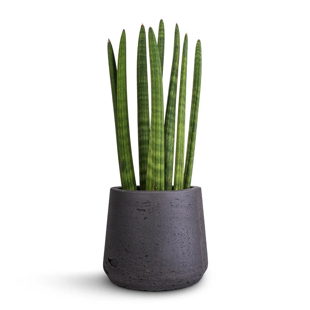 Sansevieria Cylindrica Straight - Cylindrical Snake Plant - Image 5
