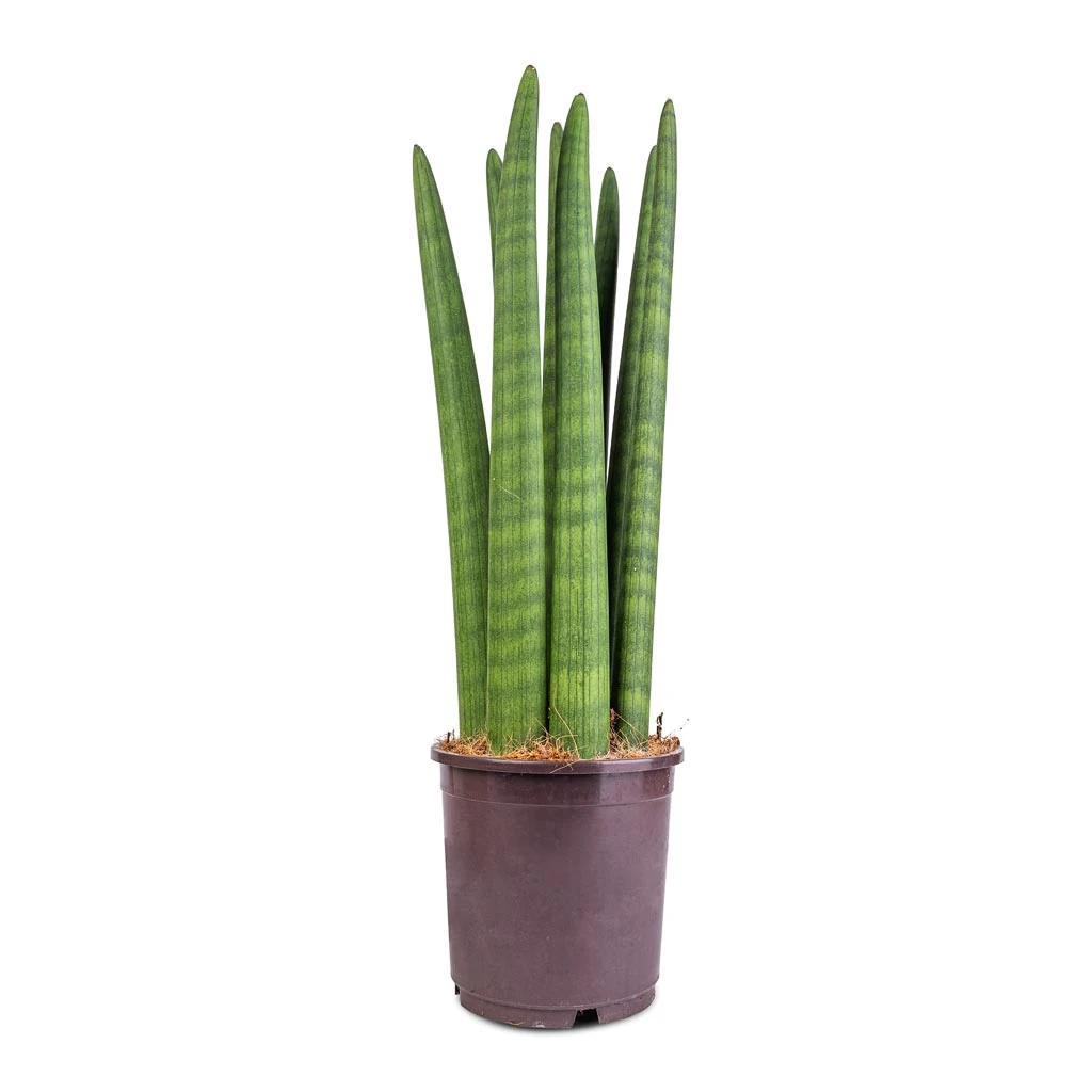 Sansevieria Cylindrica Straight - Cylindrical Snake Plant - Image 8