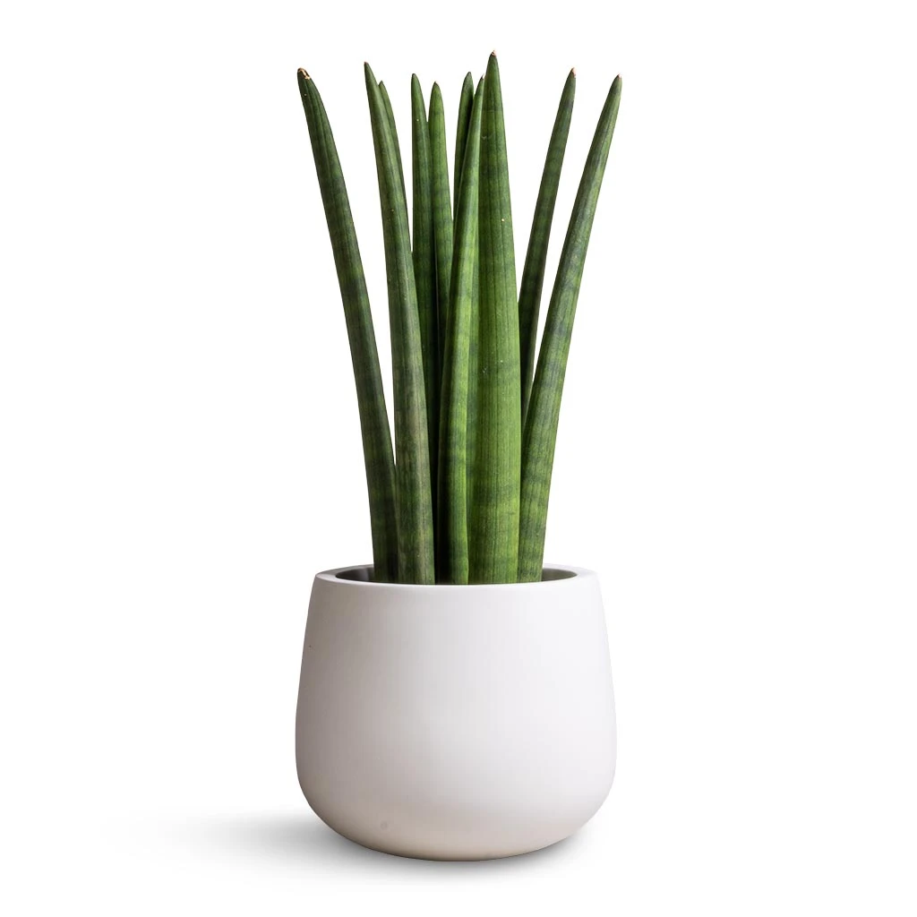 Sansevieria Cylindrica Straight - Cylindrical Snake Plant - Image 7