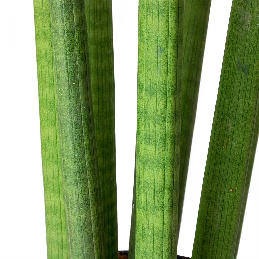Sansevieria Cylindrica Straight - HydroCare - Image 2