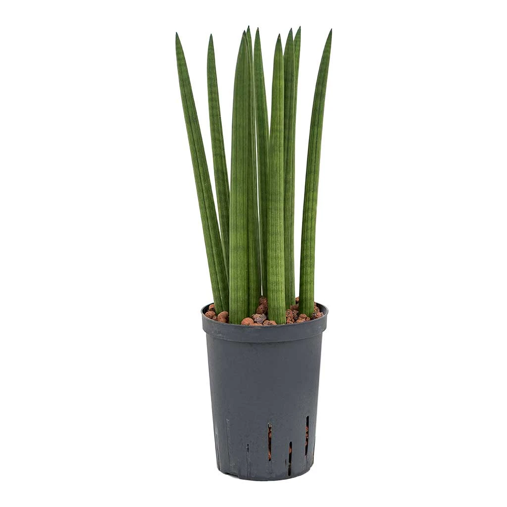 Sansevieria Cylindrica Straight - HydroCare - Image 4