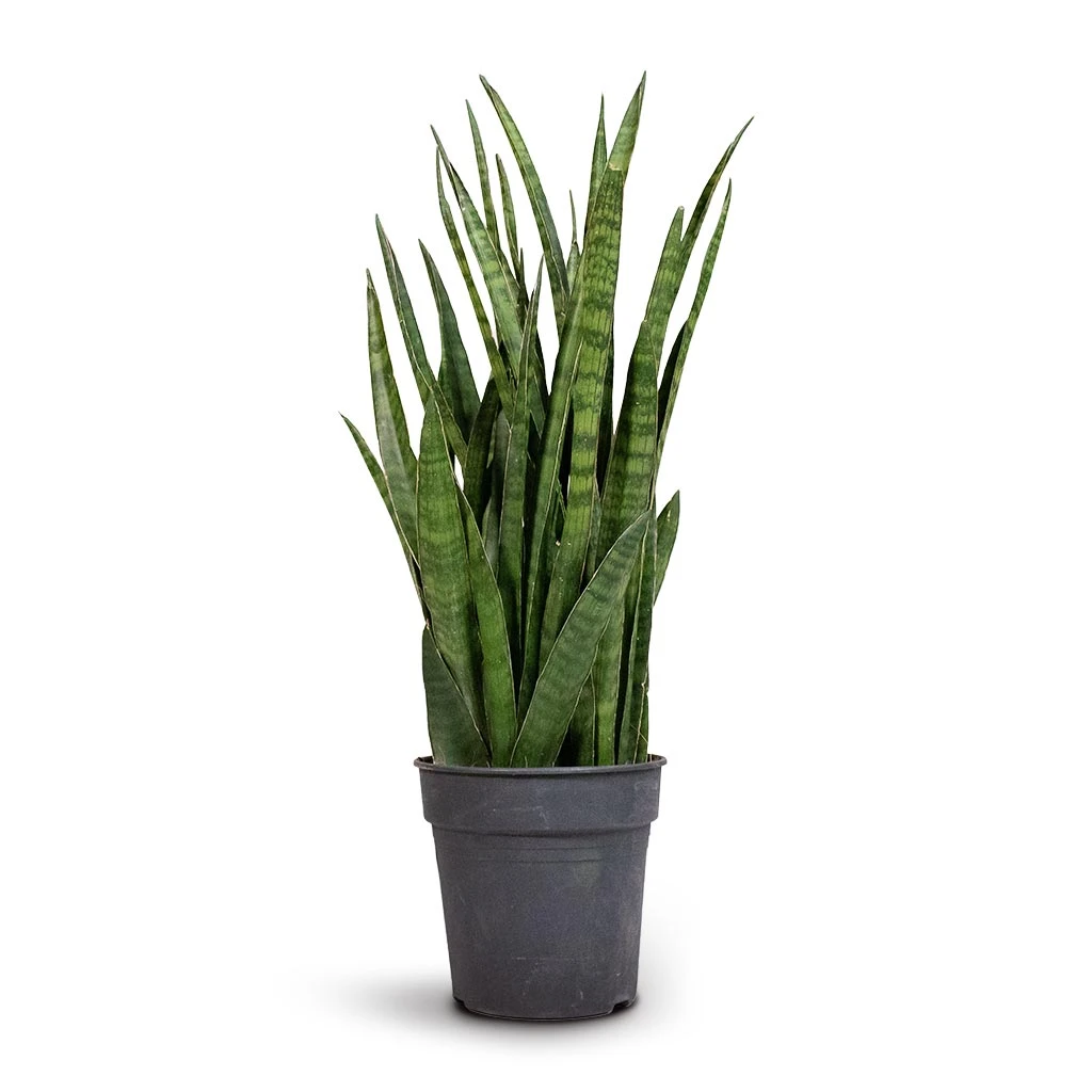 Sansevieria Kirkii - Star Sansevieria - Image 9