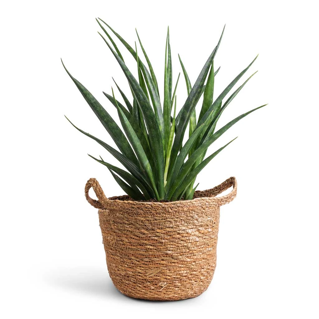 Sansevieria Kirkii - Star Sansevieria - Image 4