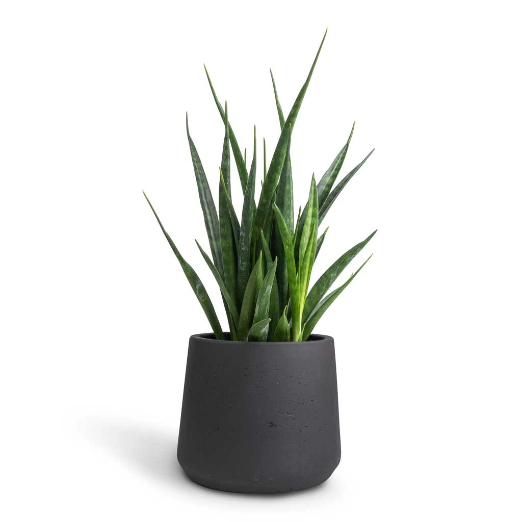 Sansevieria Kirkii - Star Sansevieria - Image 20