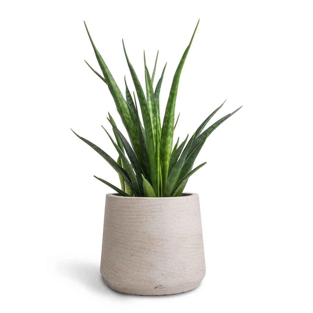 Sansevieria Kirkii - Star Sansevieria - Image 17