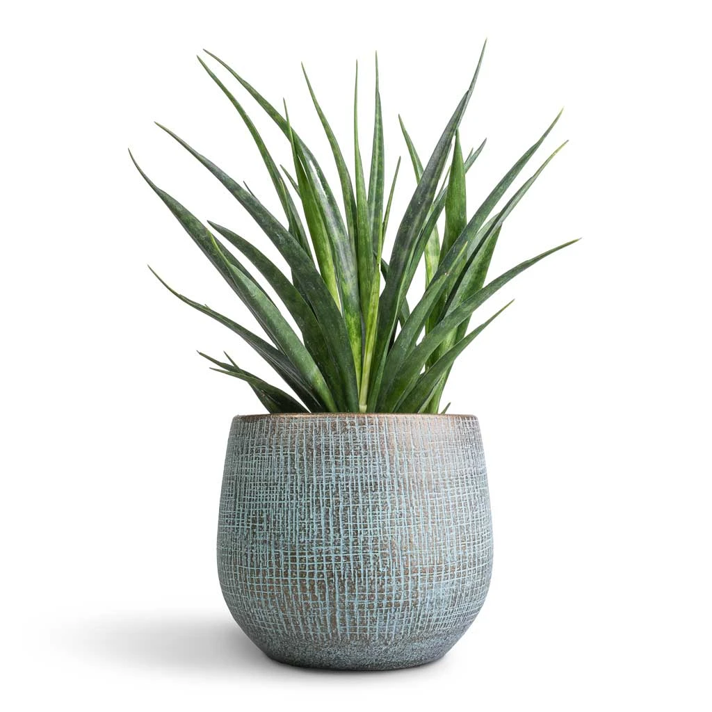 Sansevieria Kirkii - Star Sansevieria - Image 11