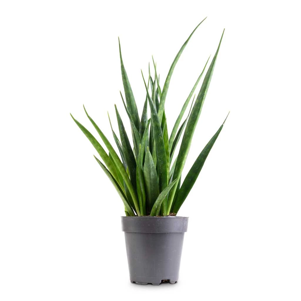 Sansevieria Kirkii - Star Sansevieria - Image 3