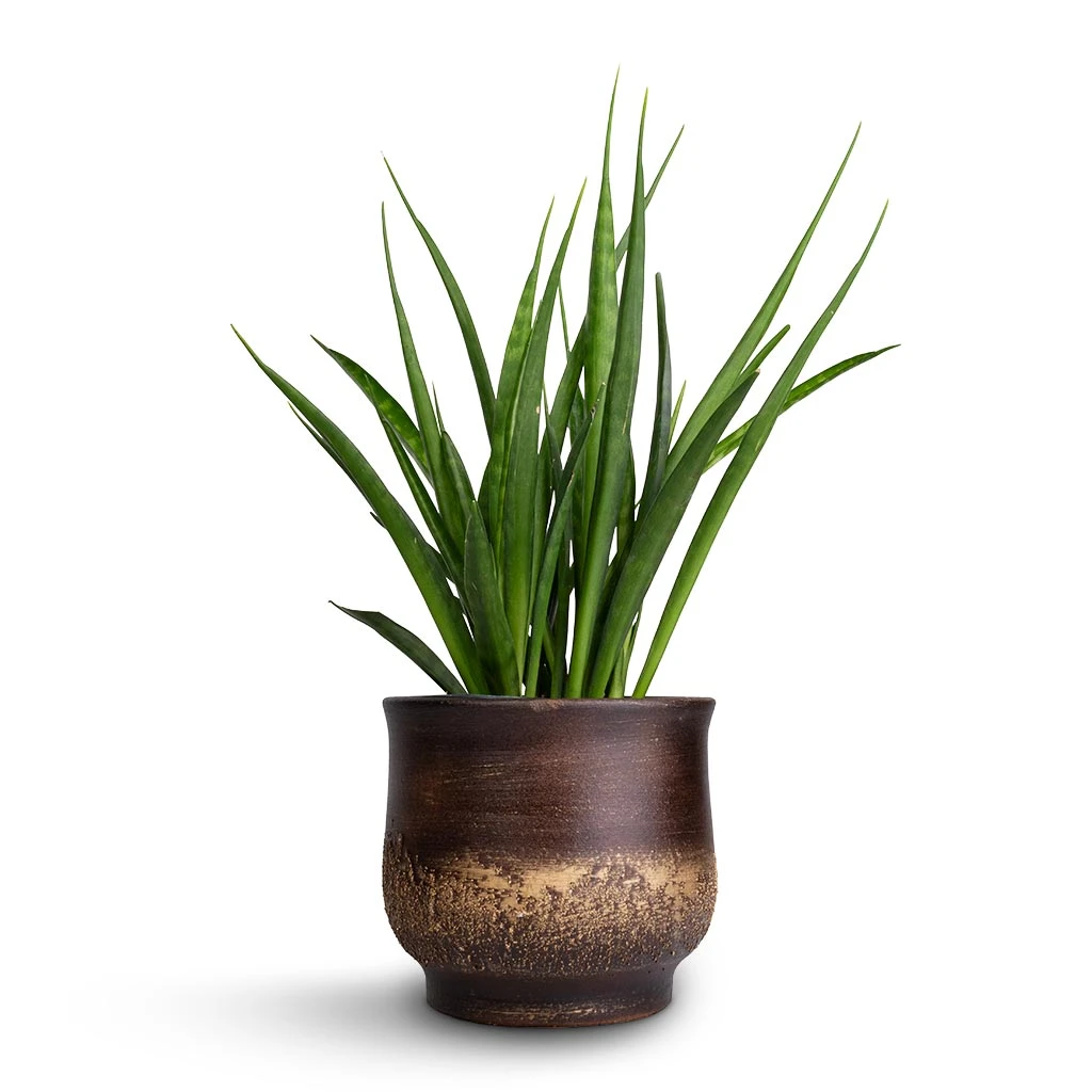 Sansevieria Kirkii - Star Sansevieria - Image 7