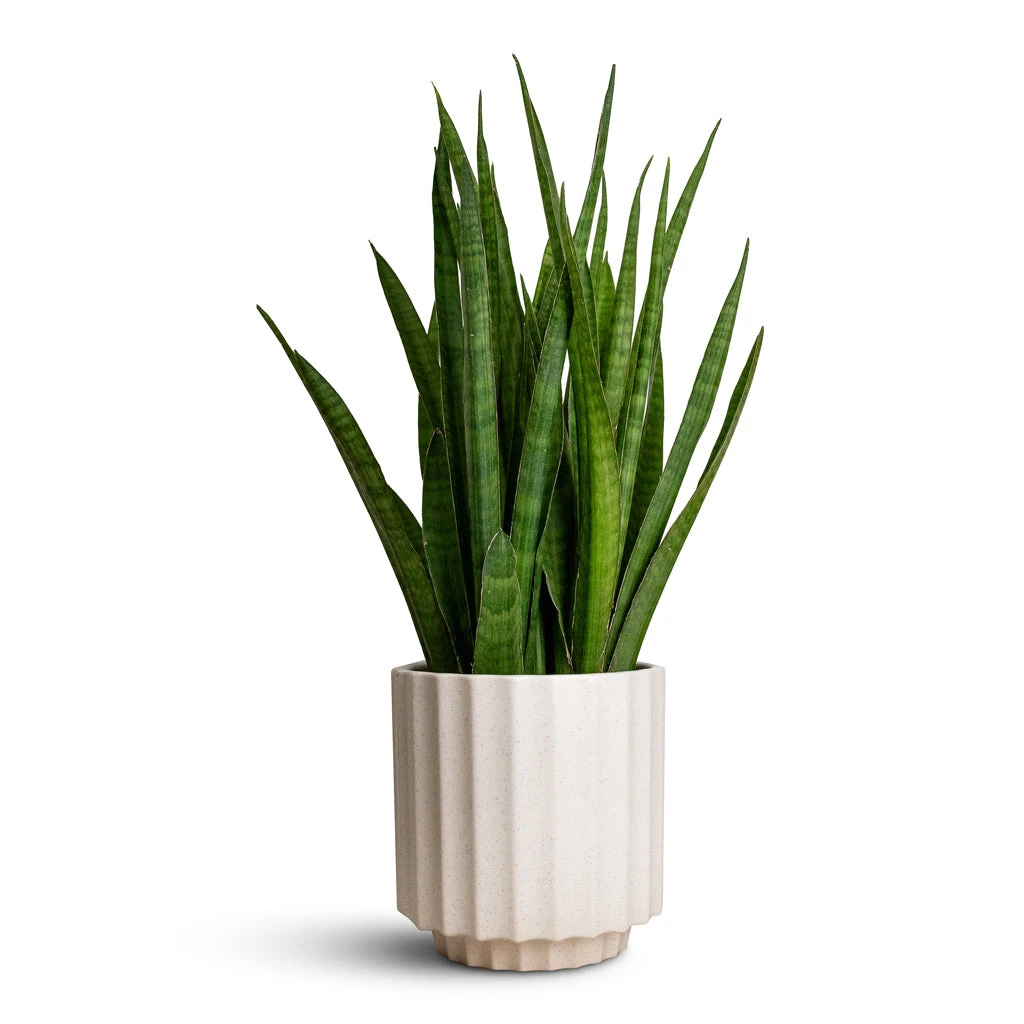 Sansevieria Kirkii - Star Sansevieria - Image 13
