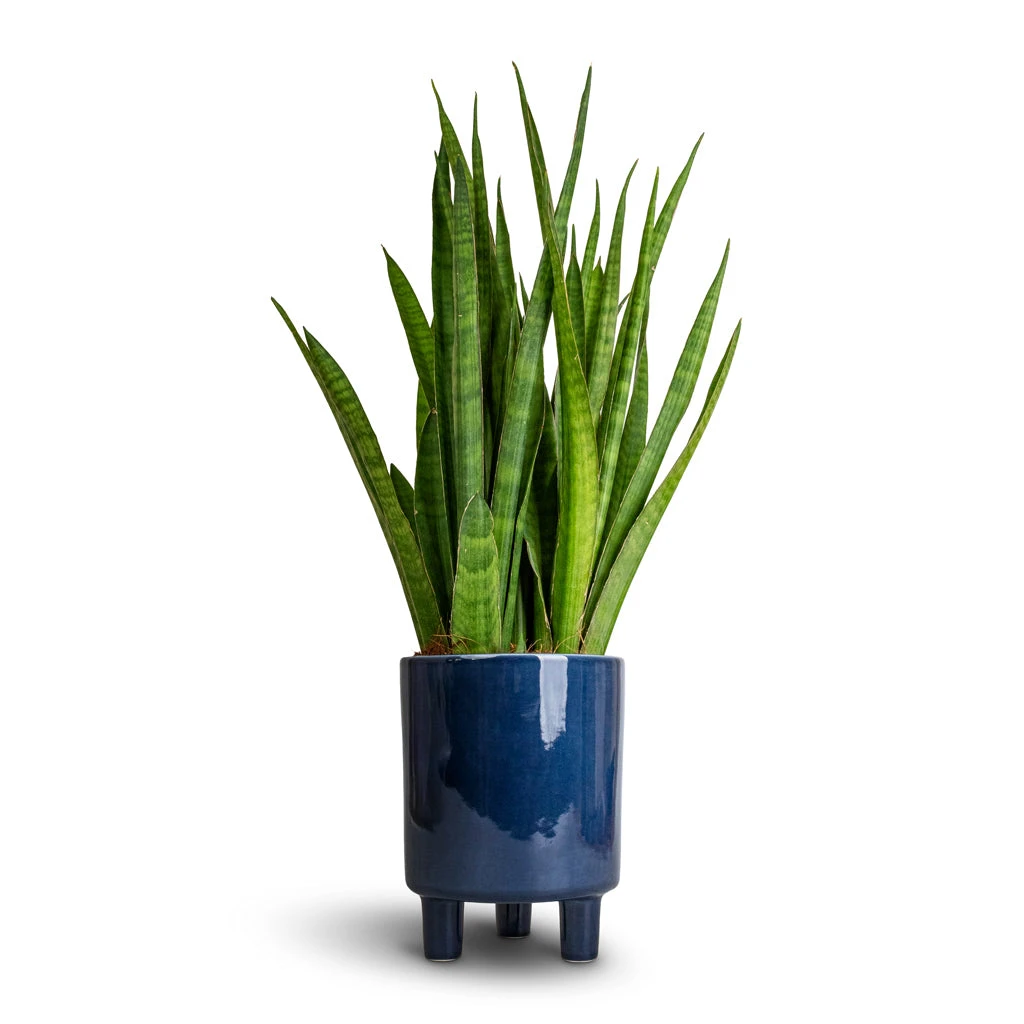 Sansevieria Kirkii - Star Sansevieria - Image 19