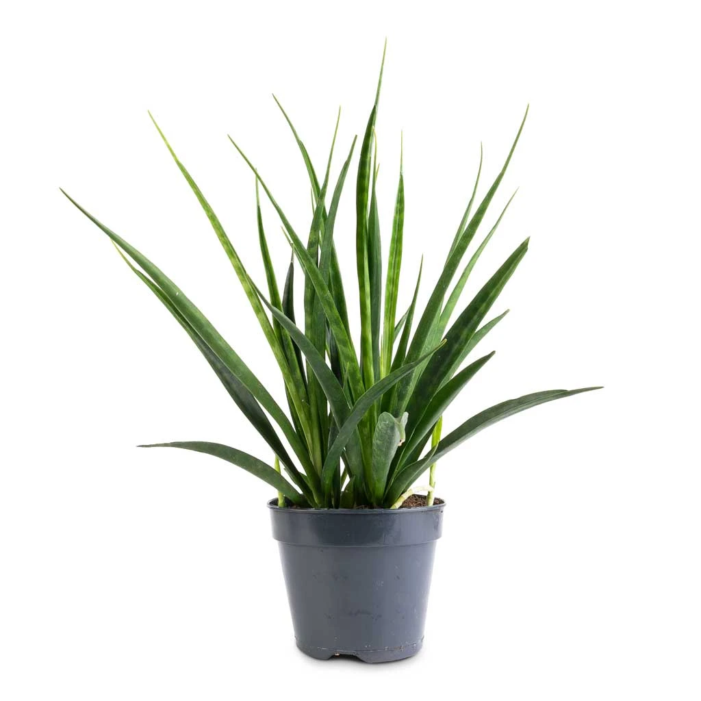 Sansevieria Kirkii - Star Sansevieria - Image 5