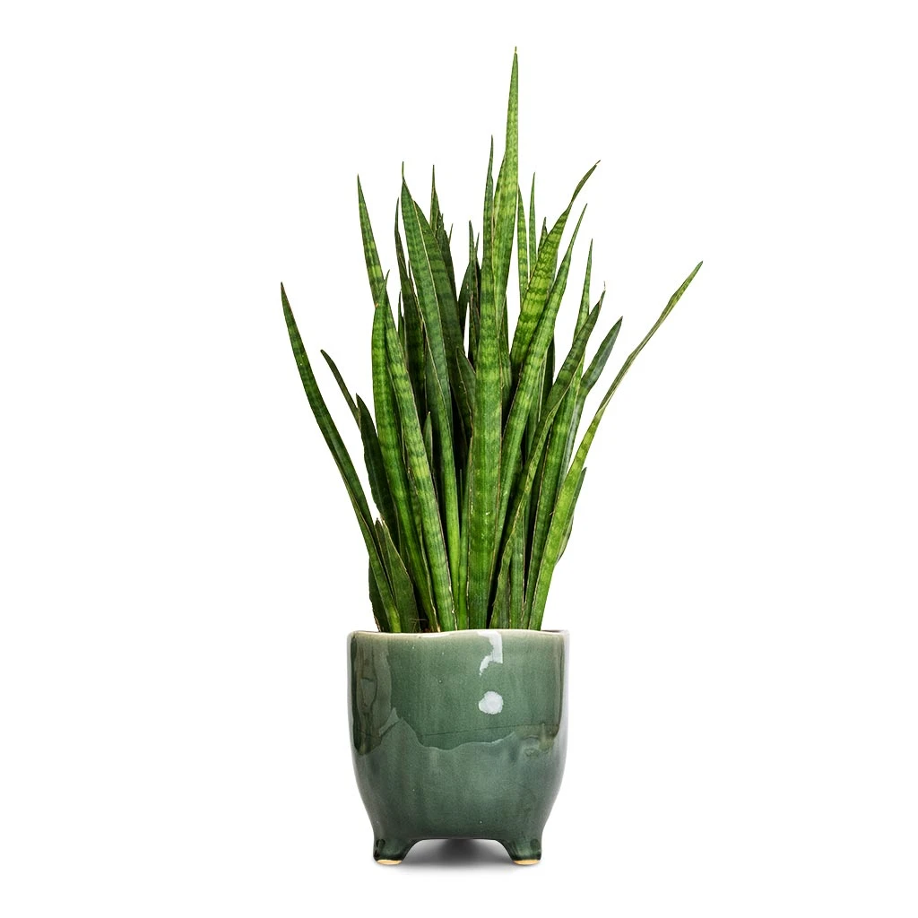 Sansevieria Kirkii - Star Sansevieria