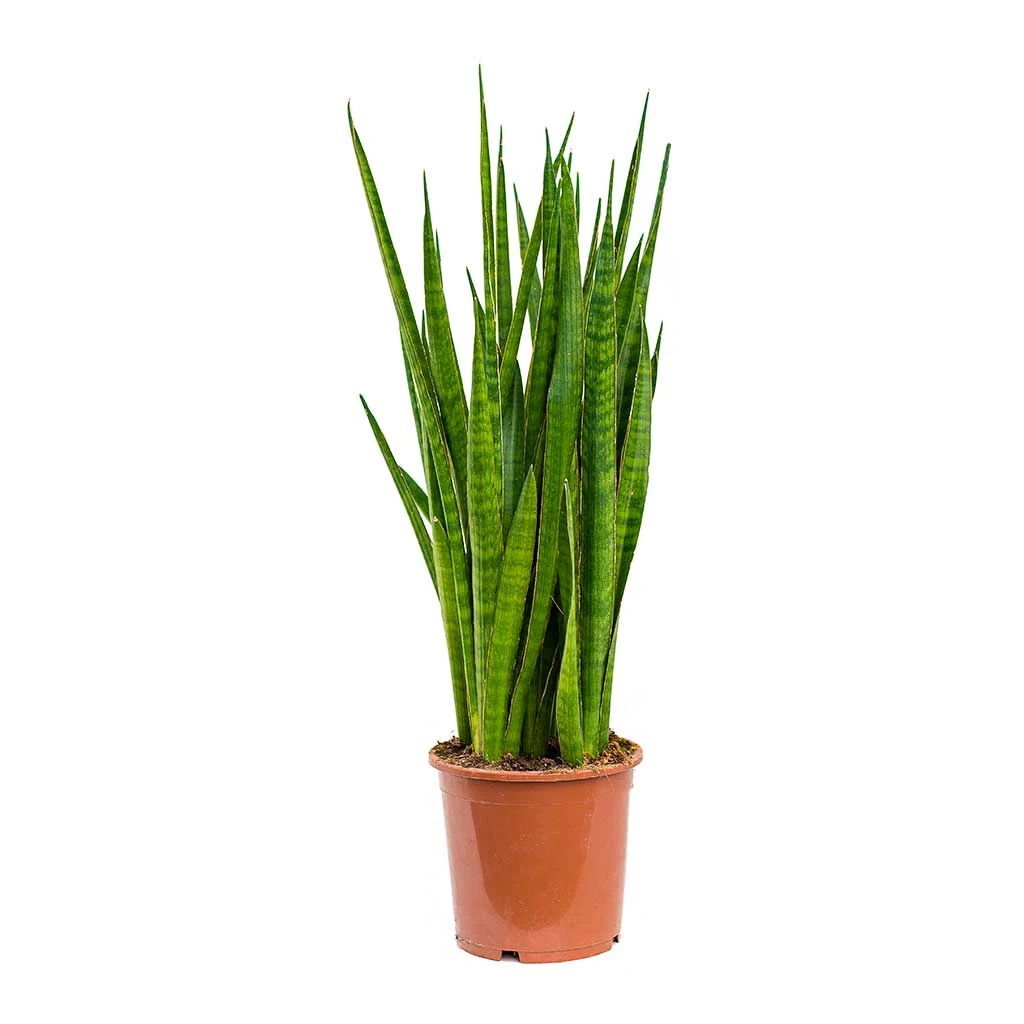 Sansevieria Kirkii - Star Sansevieria - Image 12