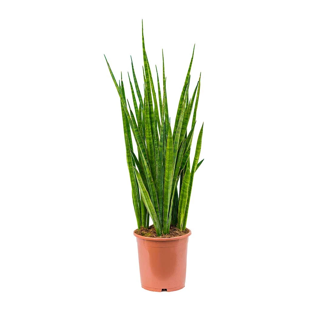 Sansevieria Kirkii - Star Sansevieria - Image 16