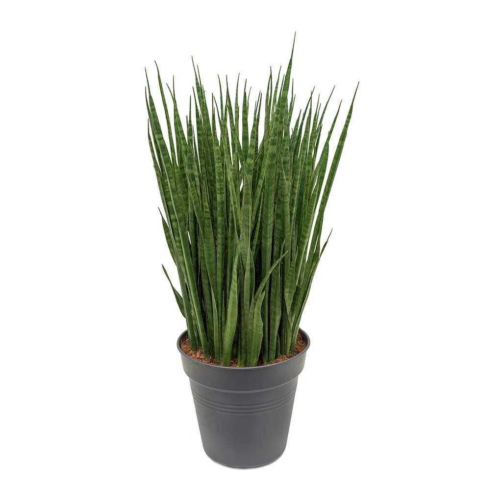 Sansevieria Kirkii - Star Sansevieria - Image 18