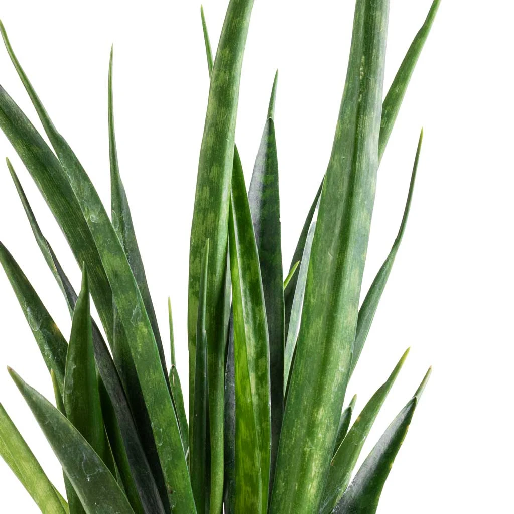 Sansevieria Kirkii - Star Sansevieria - Image 2
