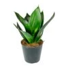 Sansevieria Trifasciata Black Dragon - Snake Plant