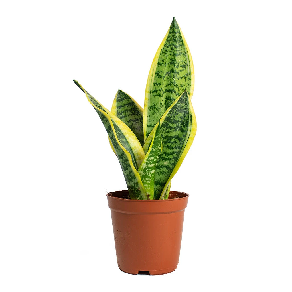 Sansevieria Trifasciata Futura Superba - Image 8