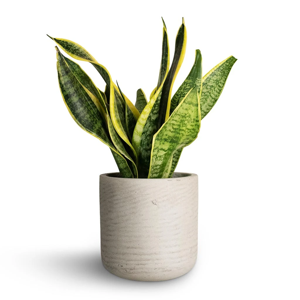 Sansevieria Trifasciata Futura Superba - Image 9