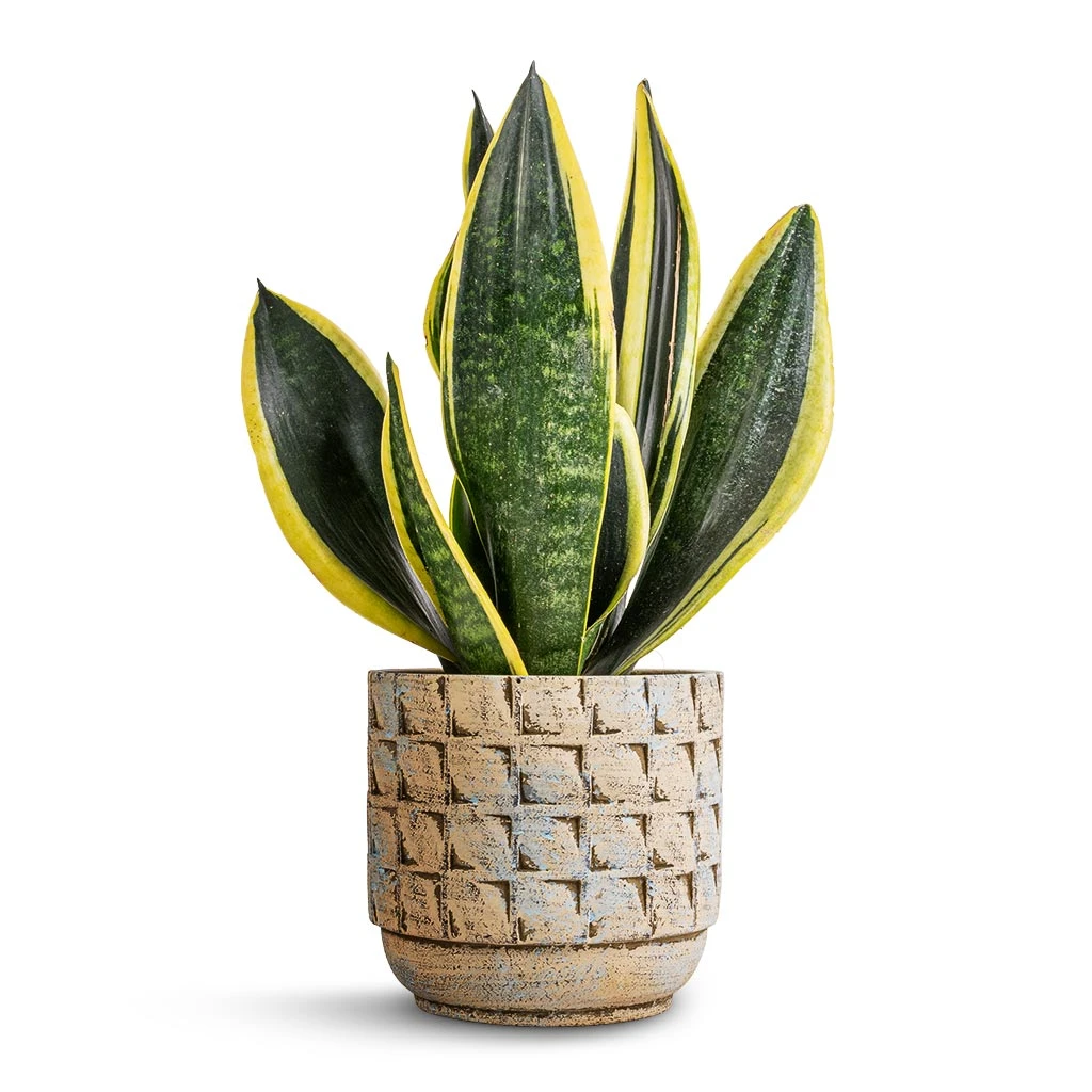 Sansevieria Trifasciata Futura Superba - Image 6