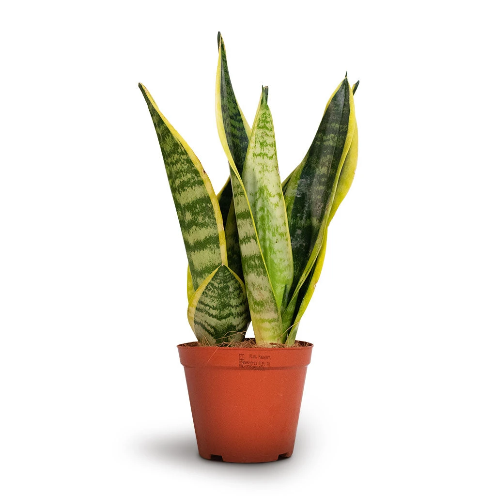 Sansevieria Trifasciata Futura Superba - Image 7