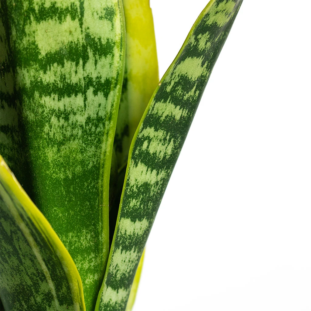 Sansevieria Trifasciata Futura Superba - Image 2