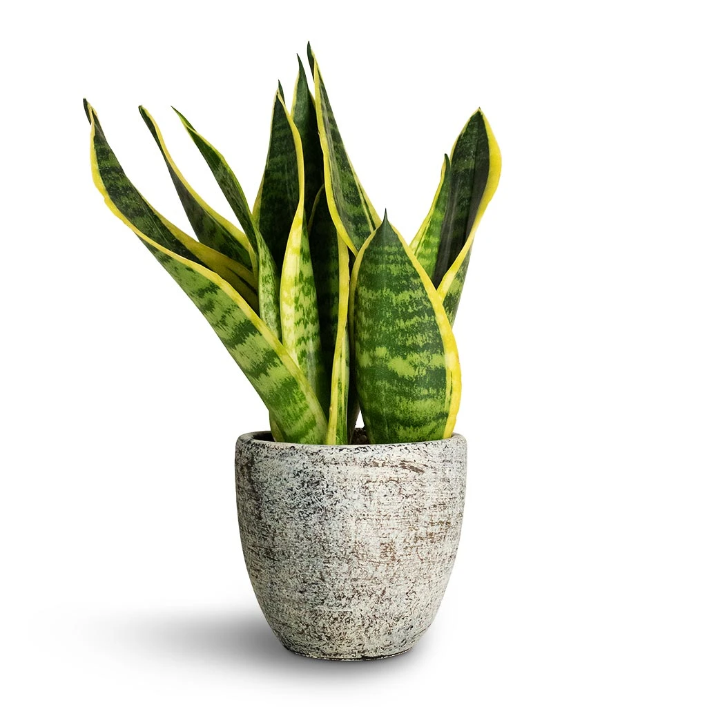 Sansevieria Trifasciata Futura Superba - Image 5