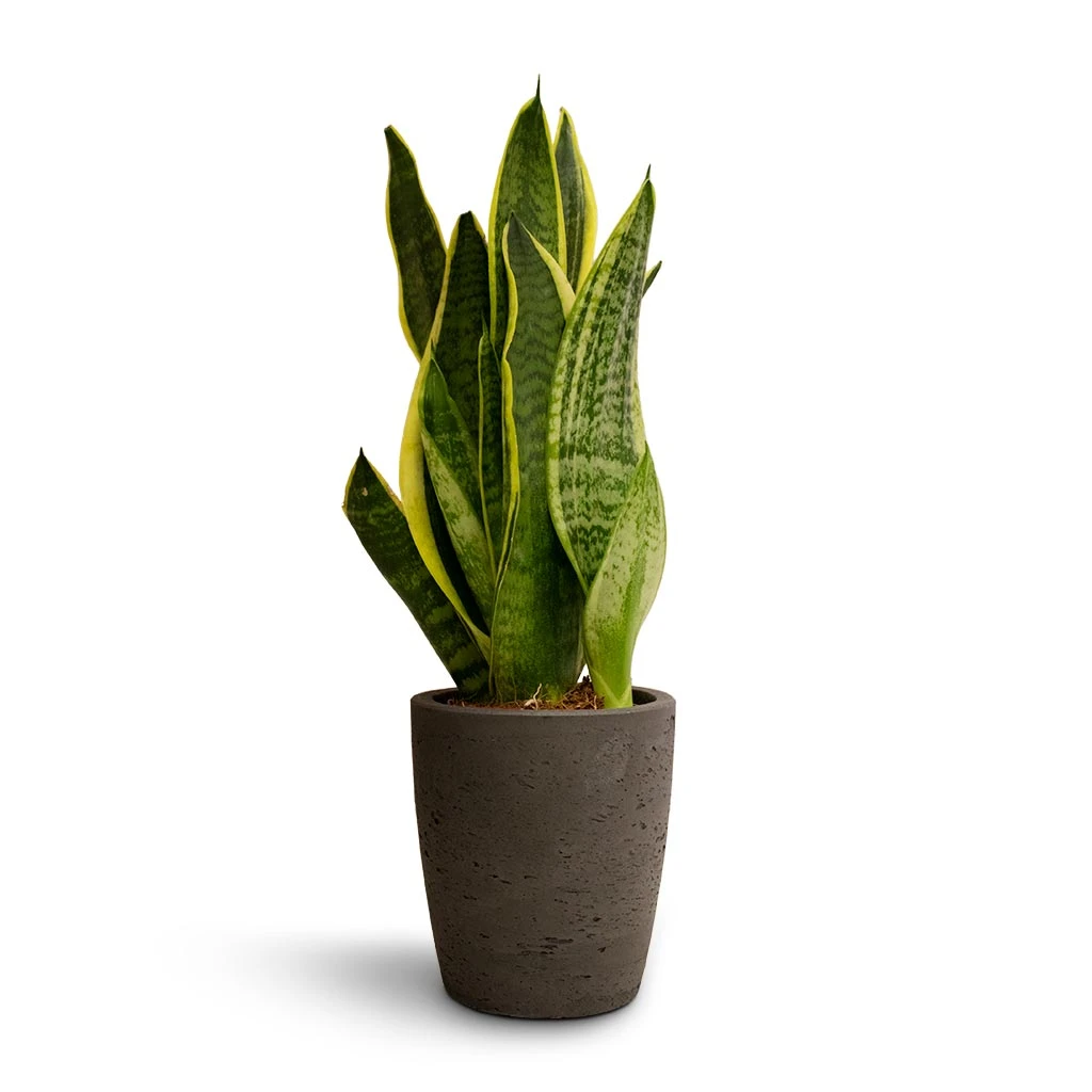 Sansevieria Trifasciata Futura Superba - Image 12