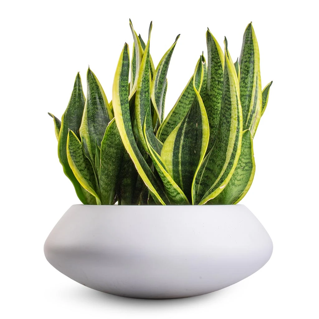 Sansevieria Trifasciata Futura Superba - Image 3