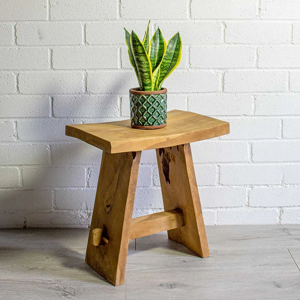 Sansevieria Trifasciata Futura Superba - Image 10