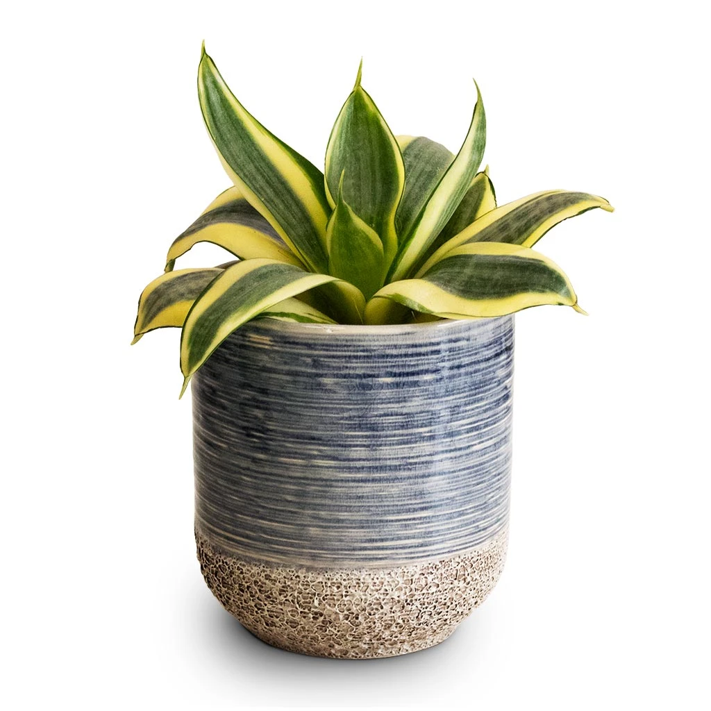 Sansevieria Trifasciata Golden Hahnii - Birds Nest Snake Plant - Image 5